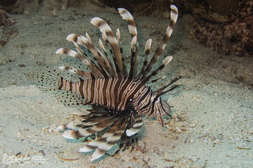 Lionfish
