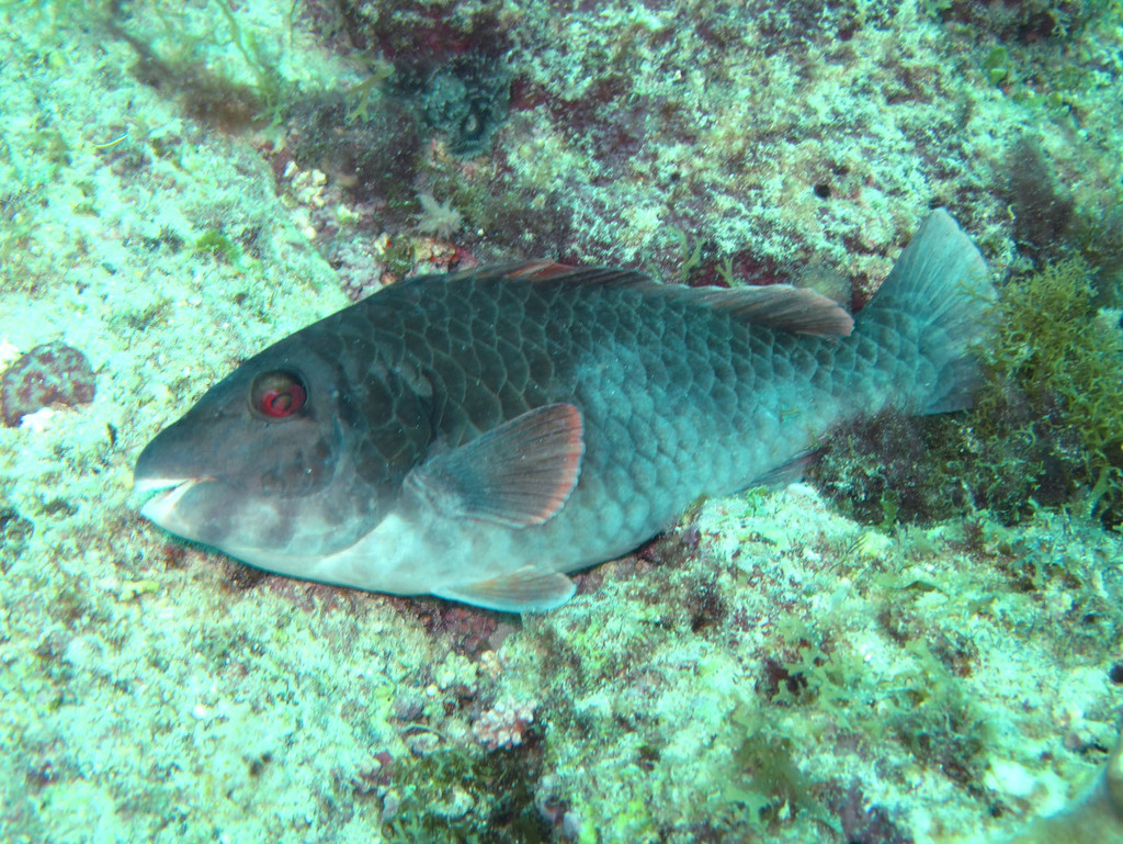 Parrotfish