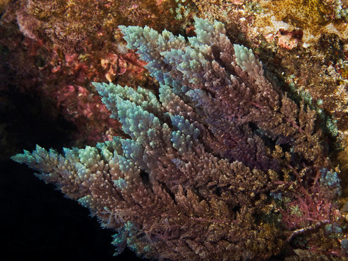 Asparagopsis taxiformis