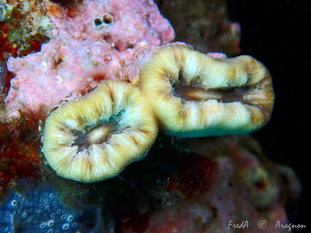 Balanophyllia europaea