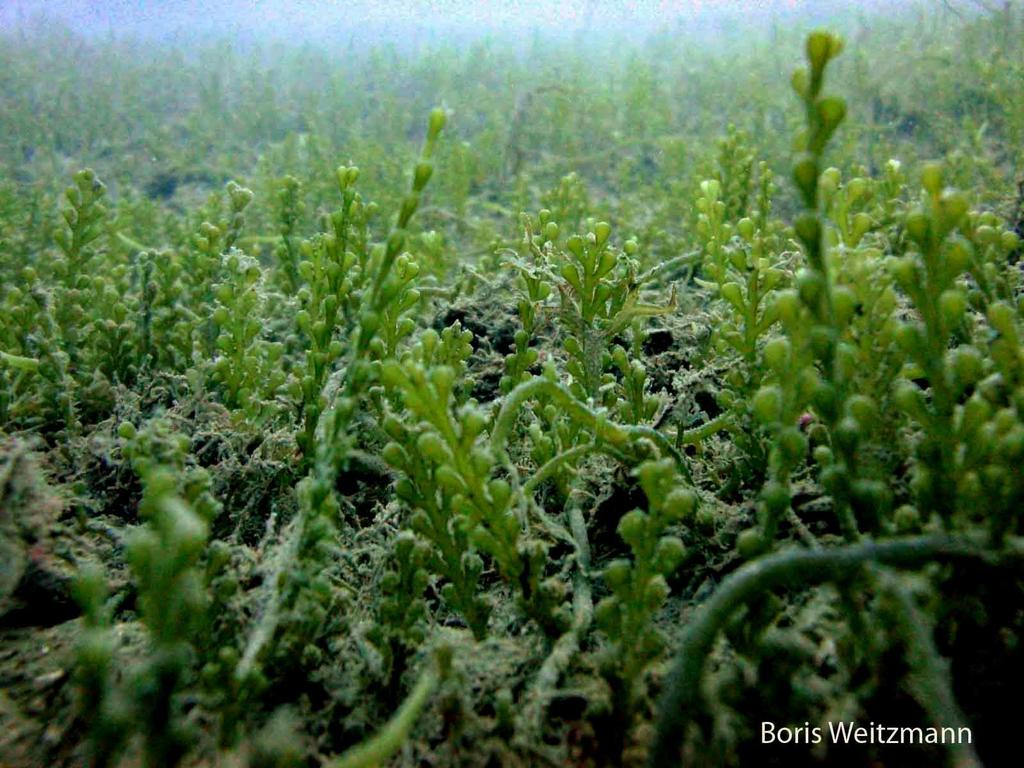 Caulerpa cylindracea