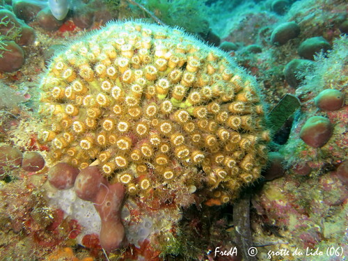 Cladocora caespitosa